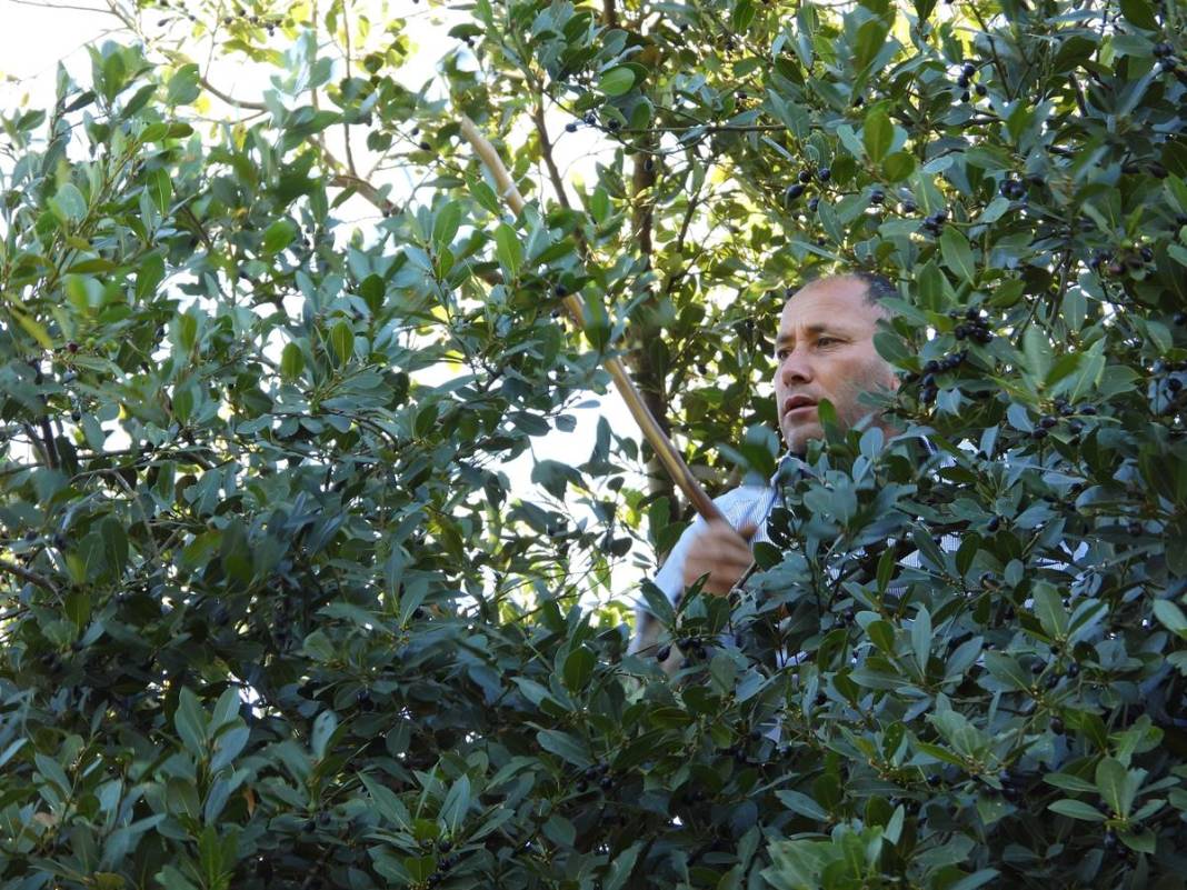 Dalında 7 lira, fabrikadan çıkınca 1500 lira! Dünyaya ihraç ediyorlar, bir köy böyle zengin oldu 15